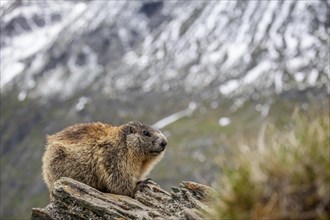Marmot (Marmota marmota) sitting on rocks in front of mountains, Grossglockner High Alpine Road,