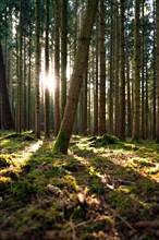 Warm sunlight shines through the trees of a quiet forest, Unterhaugstett, Black Forest, Germany,