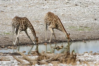 Angolan giraffe (Giraffa giraffa angolensis) drinking at Okaukuejo waterhole in Etosha National