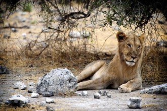 Male lion (Panthera leo), single animal, lying, resting, resting, mane, cat, big cat, game,