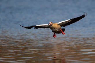 A Nile goose in flight, Lake Kemnader, Ruhr area, North Rhine-Westphalia, Germany, Europe