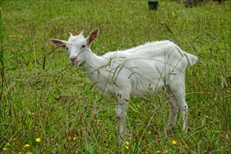 A white young goat stands on a lush green meadow and looks to the side, North Coast, Santa Luzia,