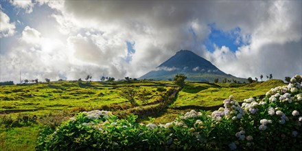 Wide panorama of a green landscape with the Pico volcano and a magnificent hedge of hydrangeas in