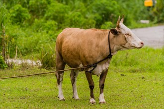 Closeup of a brown and white heifer with horns and a rope around its neck