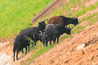 Small herd of black goats grazing on the side of a rocky hill