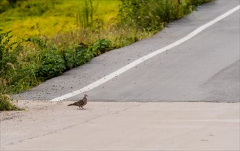 Lone turtle dove standing on paved roadway next to grassy area