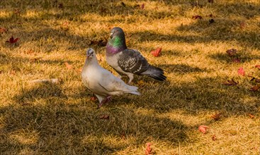 Closeup of a white pigeon standing together with a grey pigeon that has maroon and green rings on