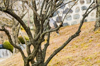 Pigeon sitting on a branch in a tree with a stone wall in the background