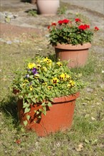 Flowers in clay flower pots standing in a meadow, Germany, Europe