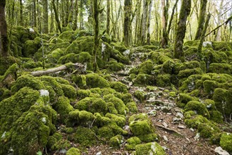 Hiking trail through forest with moss, valley of the Loue, Lizine, near Besancon, Departement