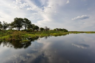 River cruise in the Okavango Delta, reeds, clouds, nature, natural landscape, landscape, nobody,