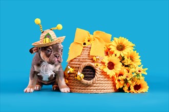 Blue tan French Bulldog dog puppy wearing bee antler summer straw hat next to beehive and flowers