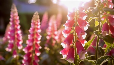 Sunset light filters through pink Digitalis ferruginea â€˜Gigantea flowers in a peaceful garden, AI