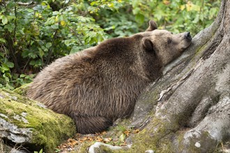 Brown bear (Ursus arctos) resting on a tree, captive, Germany, Europe