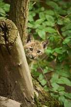 Eurasian lynx (Lynx lynx) youngster looking behind a tree, Bavaria, Germany, Europe