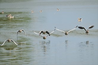 Greylag goose (Anser anser) starting from a lake, flying, Bavaria, Germany, Europe