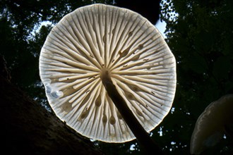 Porcelain fungus (Mucidula mucida), fruiting body on standing deadwood beech (Fagus sylvatica),