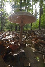 Parasol mushroom (Macrolepiota procera) (Common giant umbrella mushroom) Hesse, Germany, Europe