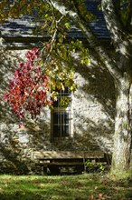 Autumn-coloured maple in the garden behind a chapel at Daoulas Abbey, Finistere Pen ar Bed