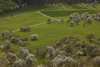 Orchard meadows near Weilheim an der Teck, Swabian Alb. Cherry blossom, apple blossom and pear