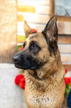 Portrait of a german shepherd. german shepherds are the best company for human safety