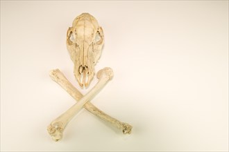 Deer skull and crossed leg bones cleaned and isolated on white background