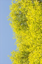Fresh green foliage of the sand birch (Betula pendula) or sand birch or silver birch or silver