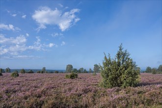 Heath landscape, flowering common heather (Calluna vulgaris), common juniper (Juniperus communis),