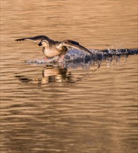 Spot-billed duck landing in a river with wings outstretched