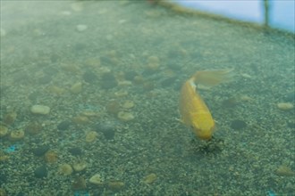 Closeup of golden carp swimming in water of large fish tank with sun shinning through window in