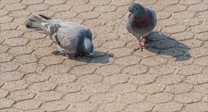 Close up of two pigeons looking for food on on the concrete ground of a park in Seoul, South Korea,
