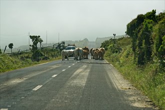 Cows blocking a rural road while cars wait, Highlands, Pico Island, Azores, Portugal, Europe