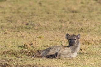 Spotted hyena (Crocuta crocuta) Masai Mara Kenya