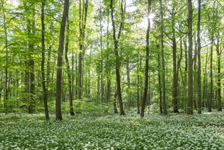 Near-natural forest with flowering ramson (Allium ursinum), sun star, Hainich National Park,