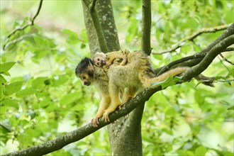 Black-capped squirrel monkey (Saimiri boliviensis) mother with he youngster climbing in a tree,