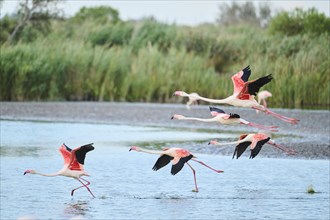 Greater Flamingos (Phoenicopterus roseus) starting from the water, flying, Parc Naturel Regional de