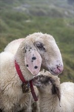 Mother with young, white domestic sheep on an alpine meadow, animal portrait, Berliner Hoehenweg,