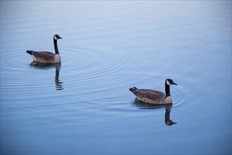 A pair of Canada geese on a smooth water surface, Lake Kemnader, Ruhr area, North Rhine-Westphalia,