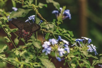 A black butterfly with red spots sits on blue flowers surrounded by green foliage, Krefeld Zoo,