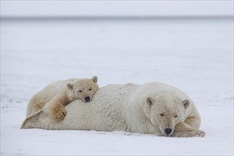 Two polar bears (Ursus maritimus), mother with young lying and sleeping in the snow, peaceful,