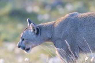 Cougar (Cougar concolor), silver lion, mountain lion, cougar, panther, small cat, morning light,