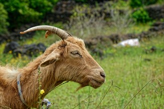 A brown goat with a twisted horn lies relaxed in the green grass, circular path, Santa Luzia, Pico,