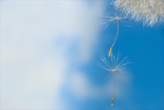 Common dandelion (Taraxacum ruderalia), seed head with seeds on a flying umbrella (pappus) in front