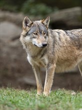 Gray wolf (Canis lupus) looking attentively, captive, Germany, Europe