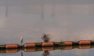 Closeup of white egret standing on orange float in river