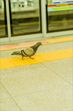 Pigeon standing on yellow warning line near steps of boarding platform inside train station