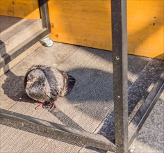 Single pigeon standing under a table with the bottom crossbar visible and the sun casting a shadow