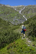 Mountaineer on a hiking trail through mountain pines, Berliner Hoehenweg, Zillertal Alps, Tyrol,