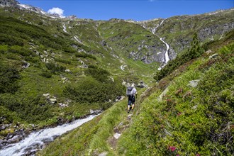 Mountaineer on hiking trail with alpine roses and mountain stream Kesselbach, Berliner Hoehenweg,