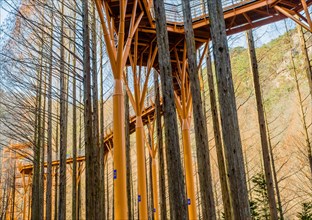 Low angle view of elevated sky walk and tower through leafless trees at mountainside public park